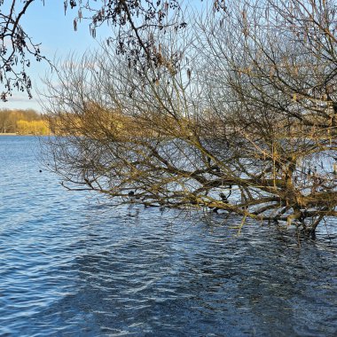Nefes kesen sakin bir göl manzarası parıldayan su yüzeyi Maschsee Hannover üzerinde uzanan çıplak ağaç dallarını gösteriyor.