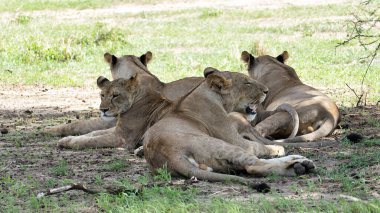 Huzurlu bir sahnede bir grup aslan, yumuşak güneş ışığı altında yemyeşil yaşam alanlarında huzur içinde dinleniyor. Tarangire Ulusal Parkı Tanzanya Afrika