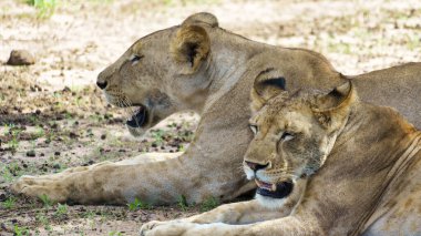İki görkemli aslan, sıcak güneşin altında huzur içinde dinleniyor. Tarangire Ulusal Parkı Tanzanya Afrika 'sında vahşi yaşamın güzelliğini somutlaştırıyorlar.