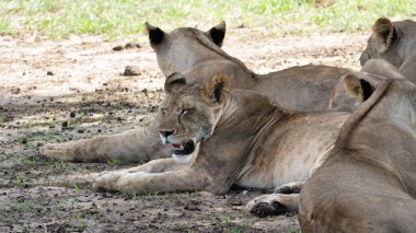 Bir grup aslan sıcak zeminde huzur içinde dinleniyor, güneşin altında doğal ortamlarında güneşleniyorlar.