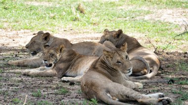 Bu sakin sahne, bir grup aslanı doğal habitatları Tarangire Ulusal Parkı Tanzanya Afrika 'da huzur içinde uzanırken yakalıyor.