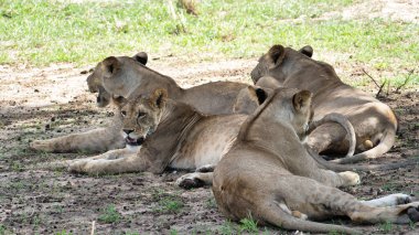 Sakin bir açık hava ortamında huzur içinde dinlenen aslanların huzurlu bir anı güzel bir şekilde yakalandı.