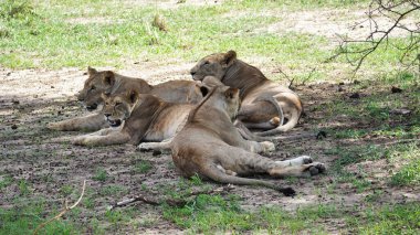 Görkemli aslanlar huzurlu, güneşli bir ortamda uzanır, doğal davranışlarını sergilerler Tarangire Ulusal Parkı Tanzanya Afrika