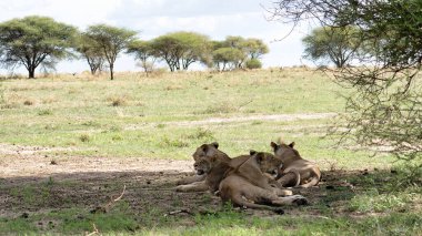 Muhteşem bir aslan sürüsü, engin Afrika savanasının serin gölgesinde huzur içinde dinleniyor.