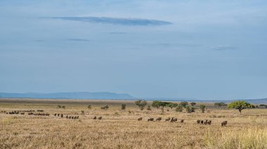 Afrika savanasının çarpıcı manzarası bir antilop sürüsünü sergiliyor, doğanın güzelliğini yakalıyor Serengeti Tanzanya Afrika