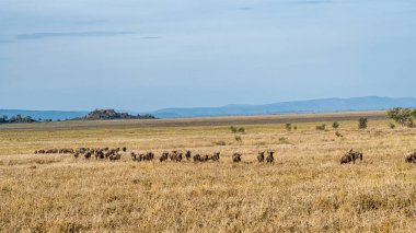 Berrak mavi gökyüzünün altındaki engin ve geniş savanada yaşayan antilopların nefes kesici manzarası Serengeti Tanzanya Afrika