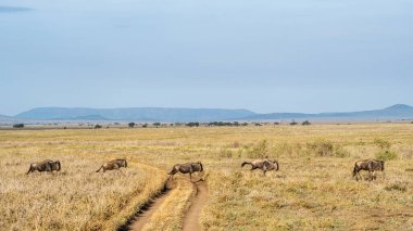 Afrika 'nın engin ovalarında huzur içinde otlayan antilopların nefes kesici manzarası Serengeti Tanzanya Afrika