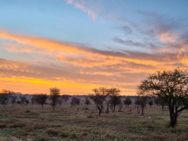 Güzel bir günbatımı, huzurlu bir Afrika savanasının üzerinde canlı gökyüzünü resmediyor, görkemli doğaları sergiliyor Serengeti Tanzanya Afrika