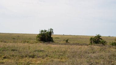 Geniş bir çayır manzarası, açık gökyüzünün altında seyrek ağaçlar, doğa severler için ideal. Serengeti Tanzanya Afrika