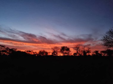 Gerçekten çarpıcı bir gün batımı serengeti Tanzanya Afrika 'daki güzel ağaç siluetleri üzerine canlı renkler döküyor.
