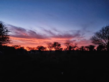 Nefes kesen bir günbatımı, siluetli ağaçların üzerinden gökyüzünü canlı renklerle doldurarak büyüleyici bir manzara yaratır Serengeti Tanzanya Afrika