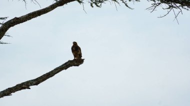 Yalnız bir şahin zarif bir şekilde güçlü bir dala dayanıyor, muhteşem siluetini bulutlu bir arka planda serengeti Tanzanya Afrika 'sında sergiliyor