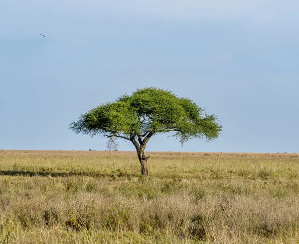 Yalnız bir akasya ağacı zarif ve zarif bir şekilde açık bir Afrika savanasında berrak mavi bir gökyüzü altında Serengeti Tanzanya Afrika 'da duruyor.