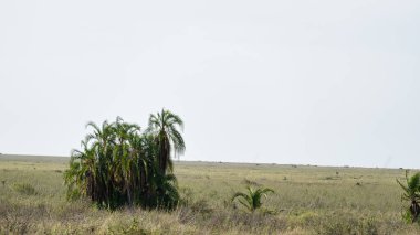Serengeti Tanzanya Afrika 'nın geniş ve bereketli çayırlarına karşı zarif palmiye ağaçları sergilenen sakin ve sakin bir manzara.
