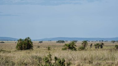Açık mavi gökyüzü altında zarif bir şekilde yayılan geniş Afrika savanasının nefes kesici ve çarpıcı görüntüsü Serengeti Tanzanya Afrika
