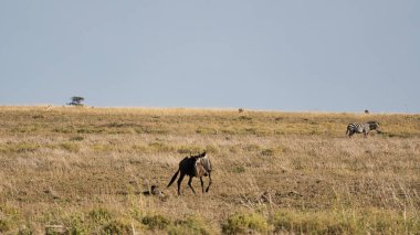 Serengeti Tanzanya Afrika 'nın açık gökyüzünün altındaki geniş bir çayırda huzur içinde otlayan hayvanları gösteren sakin ve sakin bir manzara.