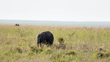 Afrika savanasının geniş otlaklarında huzur içinde otlayan bir fil doğal ortamını sergiliyor. Serengeti Tanzanya Afrika