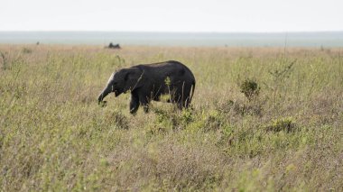 Genç bir fil, serengeti Tanzanya Afrika 'nın olağanüstü güzelliğini sergileyerek huzurlu bir çayırda gururla yürür.