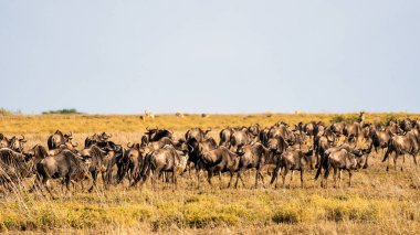 Engin altın ovalarda zarif bir şekilde göç eden bir antilop sürüsünün nefes kesici manzarası.