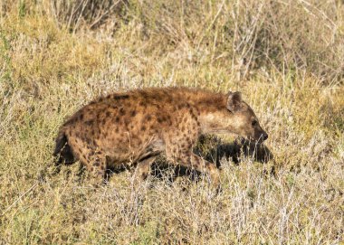 Benekli bir sırtlan doğal ortamında uzun otların arasında sinsice sinsice dolaşıyor ve içgüdülerini serengeti Tanzanya Afrika