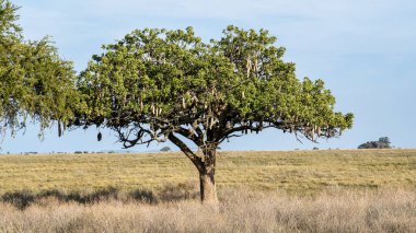 Yapayalnız ve görkemli bir ağaç gururla duruyor engin, açık bir alanda, güzel bir şekilde sergilenen doğası inanılmaz güzellikte Serengeti Tanzanya Afrika