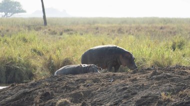 Serengeti Tanzanya Afrika 'nın vahşi yaşam uyumu sergilenen bereketli, sisli bir çevrede yaşayan sakin ve sakin bir su aygırı manzarası.