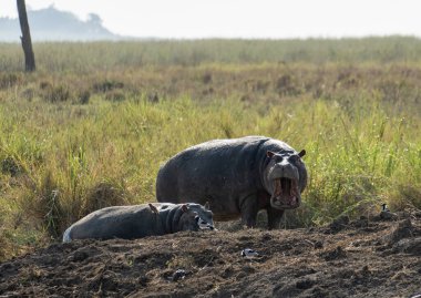 Bir çift muhteşem su aygırı, sisli bir sabah güneşi altında güneşlenirken huzur içinde güneşleniyorlar Serengeti Tanzanya Afrika