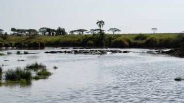 Güneşin altında parıldayan canlı doğa ve sakin suların sergilendiği güzel sakin bir nehir manzarası.