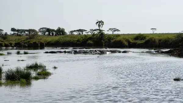 Güneşin altında parıldayan canlı doğa ve sakin suların sergilendiği güzel sakin bir nehir manzarası.