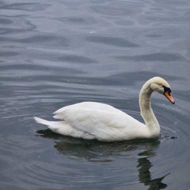 Sakin ve zarif beyaz bir kuğu zarif bir şekilde süzülüyor sakin sularda, somutlaşmış doğalar zarif güzellik Maschsee Hannover