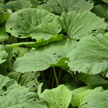 Geniş, gür yeşil yapraklardan oluşan canlı, yoğun bir küme doğanın muazzam güzelliğini sergiliyor.