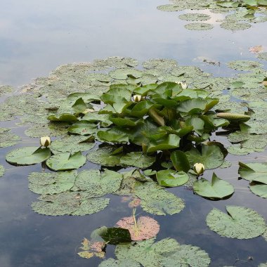 Sakin bir sahnede, yukarıdaki güzel gökyüzünü yansıtan, sakin bir gölette yüzen canlı nilüferler görülüyor.