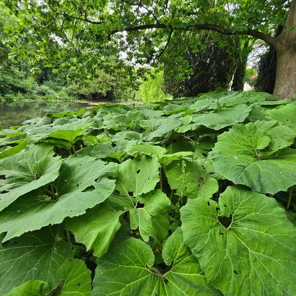 Bereketli, canlı yeşil bir yaprak, sakin bir su kaynağının yanında serpilmiş, güzel bir şekilde huzur veren bir özü yakalar.
