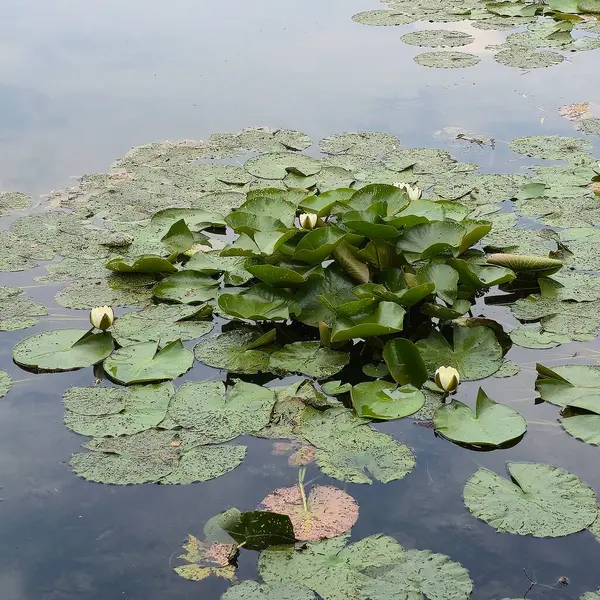 Sakin bir sahnede, yukarıdaki güzel gökyüzünü yansıtan, sakin bir gölette yüzen canlı nilüferler görülüyor.