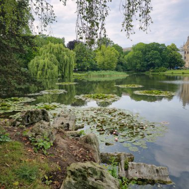 Nilüferlerin süslendiği sakin sularla birlikte dingin ve huzurlu bir göl manzarası sergileniyor.