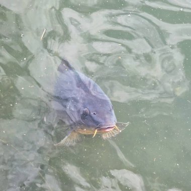 Büyük bir yayın balığı sakin sularda zarif bir şekilde yüzer. Maschsee Hannover 'ın eşsiz ve büyüleyici özelliklerini güzel bir şekilde sergiler.