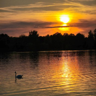 Huzurlu ve sakin bir gün batımı, tek bir kuğunun zarafetle yüzdüğü su üzerinde sessizce yansıyor.