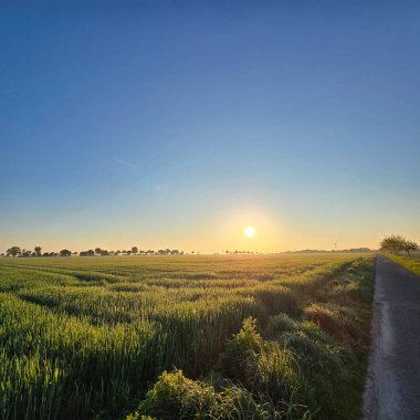 Yeşil tarlalar üzerinde çarpıcı bir güneş doğuşunu yakalayan sakin bir sahne, Wunstorf Kolenfeld 'in kırsal kesimlerinde sakin doğaları gösteriyor. 