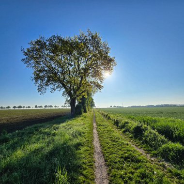 Berrak mavi gökyüzünün altında, yalnız bir ağaç ve canlı bir bitki örtüsüyle kaplı sakin bir patika, keşif için Wunstorf Kolenfeld 'i davet ediyor. 