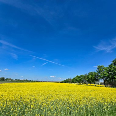 Parlak mavi gökyüzünün altında parlak sarı çiçek tarlaları uzanır. İnce bulutlarla süslenir Hannover Pattensen.