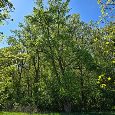 Bereketli ve çarpıcı bir yeşillik sergisi var. Açık mavi gökyüzüne güzel bir şekilde kurulmuş uzun ağaçlarla.