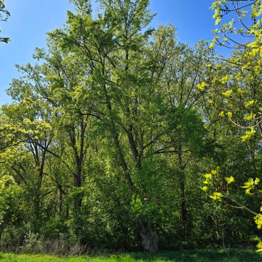 Taze, yeşil yapraklarla süslenmiş canlı ağaçlar Alte Eiche Hannover 'ı seren sakin bir açık hava güneşinin tadını çıkarıyorlar.