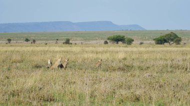 Afrika savanasının çarpıcı manzarası, uzun otlar ve uzak pitoresk tepeler arasında vahşi hayatı barındırıyor Serengeti Nationalpark Tansania
