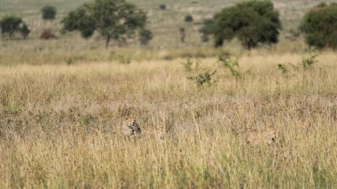 İki muhteşem çita, engin Afrika savanasının geniş otlaklarında kusursuz bir şekilde harmanlanır.