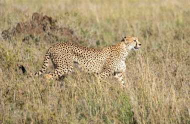 Çarpıcı ve zarif bir çita zarif bir şekilde uzun otların arasında sinsice dolaşıyor, vahşi zarafetin gerçek özünü somutlaştırıyor.