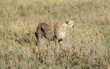 Canlı altın çayırlarda zarif bir şekilde hazırlanmış yalnız bir çita zerafetini ve keskin içgüdülerini sergiliyor Tansania.