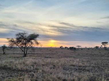 Şaşırtıcı derecede güzel bir günbatımı, ön planda seyrek ağaçların bulunduğu geniş bir savanı aydınlatıyor. Tansania Serengeti.