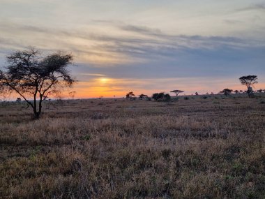Geniş ovaların ve uzak ağaçların üzerine sıcak, canlı renkler saçan büyüleyici bir gün batımı Tansania Serengeti