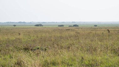Parlak bir gökyüzü altındaki geniş otlakların huzurlu manzarası, çita, doğal güzellik ve sükuneti sergiliyor Tansania Serengeti.