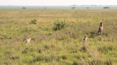 Huzurlu ve huzurlu bir bozkır sahnesinde canlı doğal ortamlarında büyük kediler, Tansania Serengeti 'nin tadını çıkarıyorlar.
